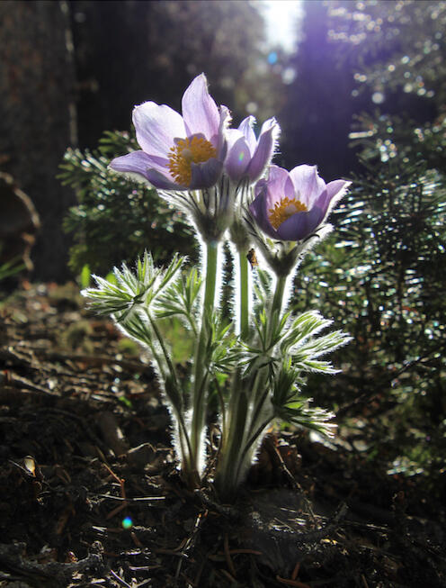 mindfulness flowers